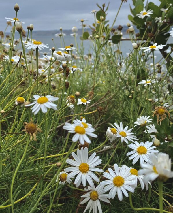 Coastal Daisy Earrings - Image 3